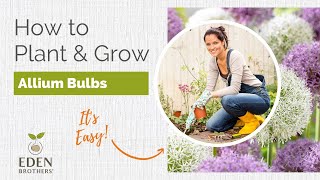 Planting Alliums  Guide to Grow from Bulb [upl. by Aneehs]