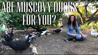 MUSCOVY DUCKS  12 THINGS TO KNOW BEFORE GETTING MUSCOVIES [upl. by Adniuqal88]