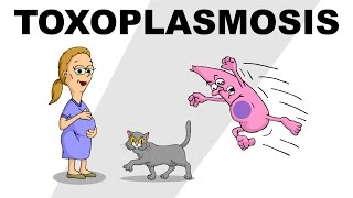 Toxoplasmosis  Plain and Simple [upl. by Stovall]