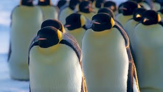 How Does Huddling Help Penguins Stay Warm  BBC Earth [upl. by Nylatsyrk269]