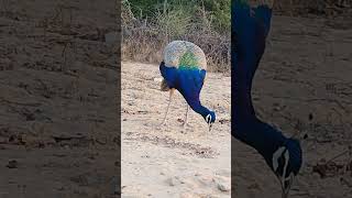 Peacock SoundCall  Peafowl Bird  Mor Peacock Dance HD 4K shorts peacock [upl. by Ruhtra78]