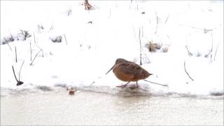 American Woodcock shows off dance moves [upl. by Haidebez]