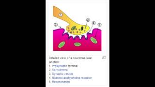 Neuromuscular Blocking Drugs  Depolarizing amp Nondepolarizing [upl. by Adnilasor]