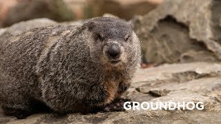 Creature Feature Groundhog [upl. by Yer880]