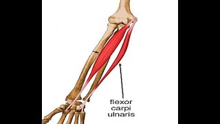 Two Minutes of Anatomy Flexor Carpi Ulnaris [upl. by Mildrid]