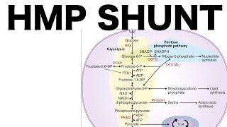 HMP Shunt Pentose Pathway [upl. by Jefferey]