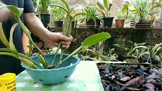 Como plantar uma orquídea cattleya Passo a passoA pedido de inscrito [upl. by Mcripley]