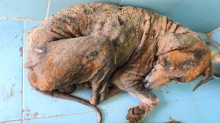 Transformation of dog covered in sores from mange [upl. by Farand]