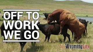 Putting Bulls In With The Cows on the Ranch [upl. by Caylor]