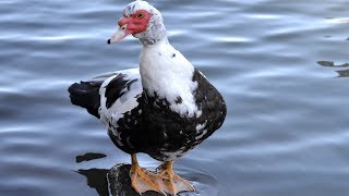 Muscovy Ducks  Large Quiet Flavourful [upl. by Lovich]