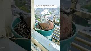 A woman supported a mother turtle dove in raising her chicks [upl. by Eniawtna45]