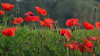 Remembrance Day Child [upl. by Fagen]