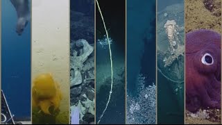 Best of the EV Nautilus 2016 Expedition  Nautilus Live [upl. by Island]