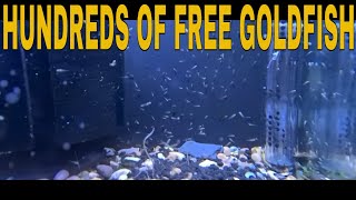 How To Breed Goldfish [upl. by Ranita]