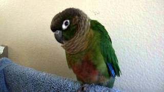 Gracie the green cheek conure talking [upl. by Noret]