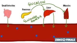 Blood Glucose Regulation and Diabetes [upl. by Emilee]