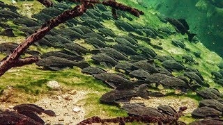 Pleco Invasion  Trouble in Blue Spring State Park [upl. by Colt]