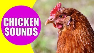 CHICKEN SOUNDS for Kids  Learn Clucking Sound Effects of Chickens and Hens [upl. by Mook]