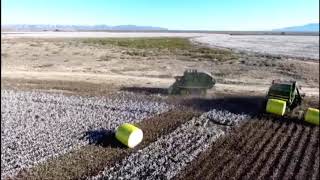 Picking cotton in South West Texas [upl. by Noirad787]