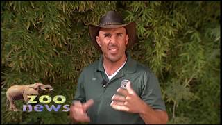 Zoo News  Baird’s Tapir [upl. by Bunder]