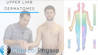 Upper Limb Dermatomes  Clinical Physio [upl. by Ahsitra]