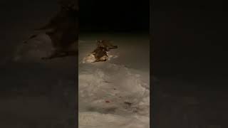 Mountain Lion Drags Deer From Womans Back Yard [upl. by Giulietta16]