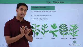 Class 11th – Leaf – Phyllotaxy  Morphology of Flowering Plants  Tutorials Point [upl. by Vaclav]