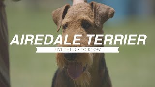 AIREDALE TERRIER FIVE THINGS YOU SHOULD KNOW [upl. by Koerner]