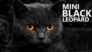 Black Cat Breeds Characteristics and Behavior [upl. by Tnecnev]