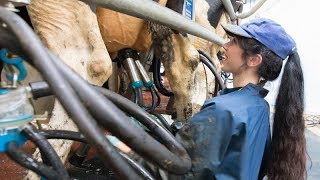 Milking time halved in new rotary milking parlour [upl. by Barbi]