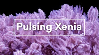 Pulsing Xenia [upl. by Lang]