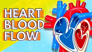 How Blood Flows Through the Heart [upl. by Derriey142]