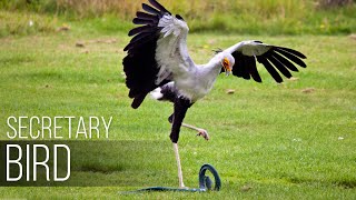 SECRETARY BIRD — Graceful SNAKE KILLER African bird of prey versus snake [upl. by Murielle101]