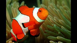 Focus on Species Clownfish aka anemonefish [upl. by Drusilla]