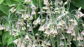 Nectaroscordum siculum [upl. by Annaoj281]