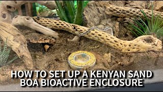 How to set up a Kenyan Sand Boa BioActive Enclosure with the Dude [upl. by Esmerolda]