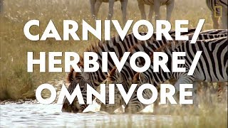 Definitions in the Field CarnivoreHerbivoreOmnivore [upl. by Soluk]