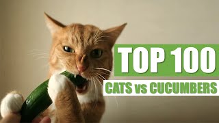 TOP 100 CATS vs CUCUMBERS [upl. by Ahsiela]