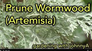 How to Prune Artemisia quotPowis Castlequot  Wormwood [upl. by Georgy]