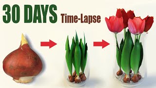 Tulips From Bulbs in Water 💦🌷 Time Lapse [upl. by Acinnor]