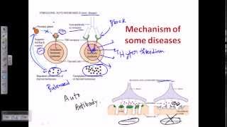 The Immune System Overview Animation [upl. by Aicital]