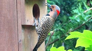 Northern Flicker Woodpecker Calling and Drumming [upl. by Zobias956]