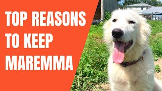 Top 5 Reasons Maremma Sheepdog Wins Over Other LGD  vs Great Pyrenees Kangal Anatolian Comparison [upl. by Biel]