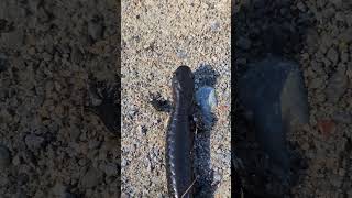 Blue Spotted Salamander up close [upl. by Asennav]