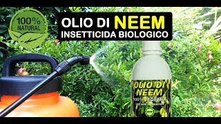 OLIO DI NEEM INSETTICIDA BIOLOGICO [upl. by Herates]