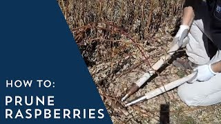 How to Prune Raspberries [upl. by Timi]