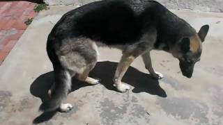 Degenerative Myelopathy onset in GSD [upl. by Nagam991]