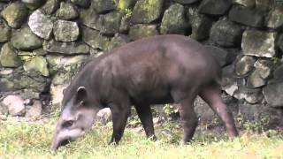 On Location The South American Tapir [upl. by Ellinej566]