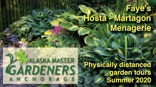 Fayes Hosta  Martagon Menagerie Garden Tour [upl. by Ahsienroc]