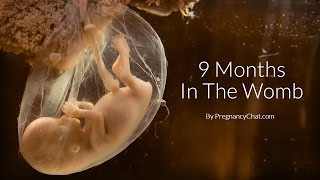 9 Months In The Womb A Remarkable Look At Fetal Development Through Ultrasound By PregnancyChatcom [upl. by Teodor]